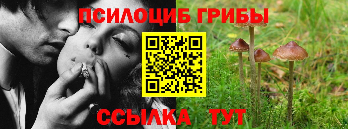 Галлюциногенные грибы Psilocybe Знаменск